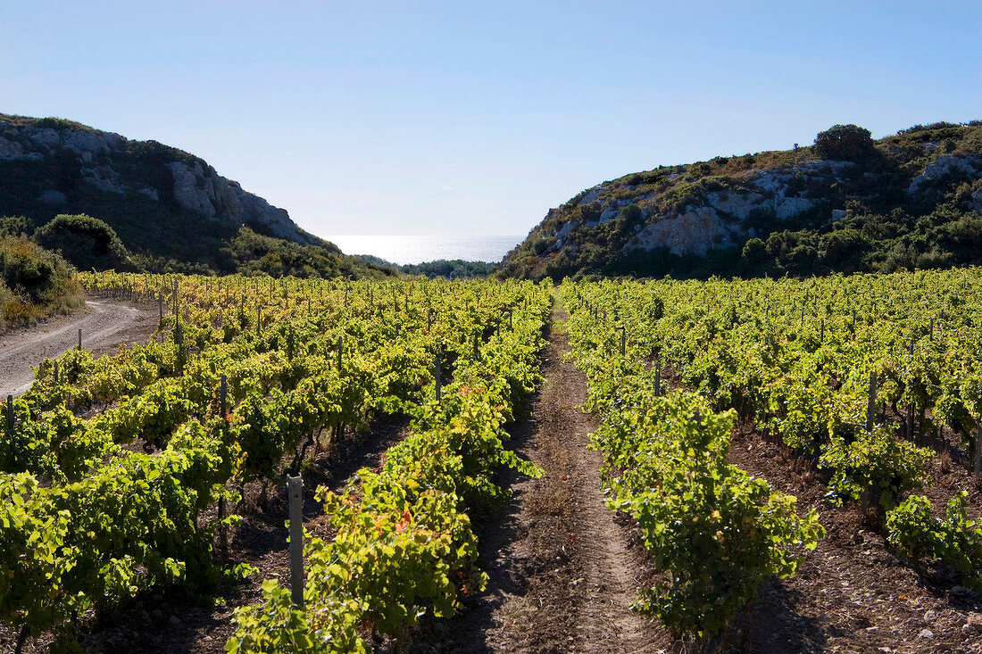 Weingut Karantes in Frankreich, Berge im Hintergrund, grün