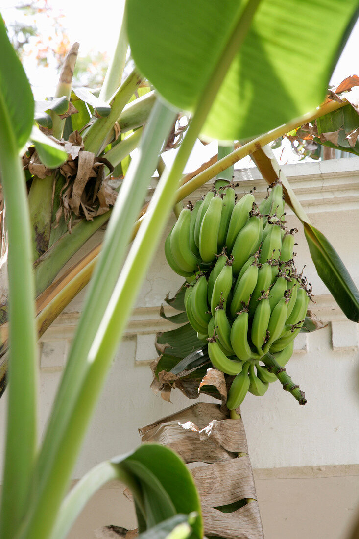 Indien, Bananenpflanze mit Bananenst aude in privatem Garten