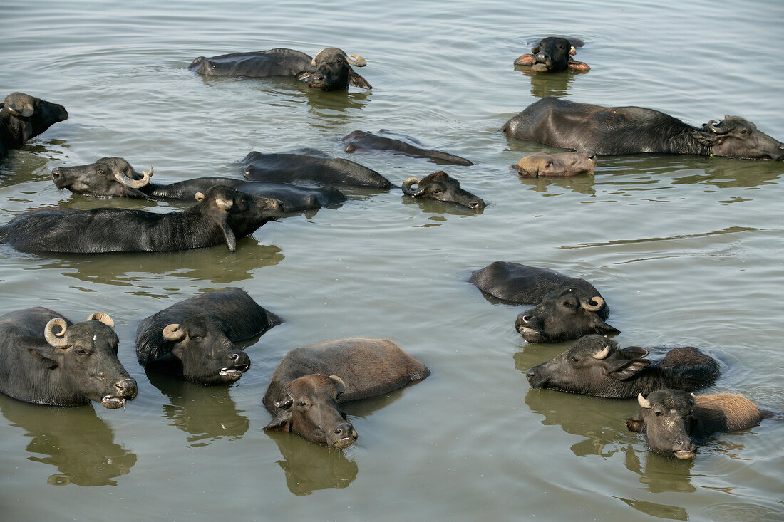 Indien, Varanasi, Wasserbüffel schwi mmen im Ganges