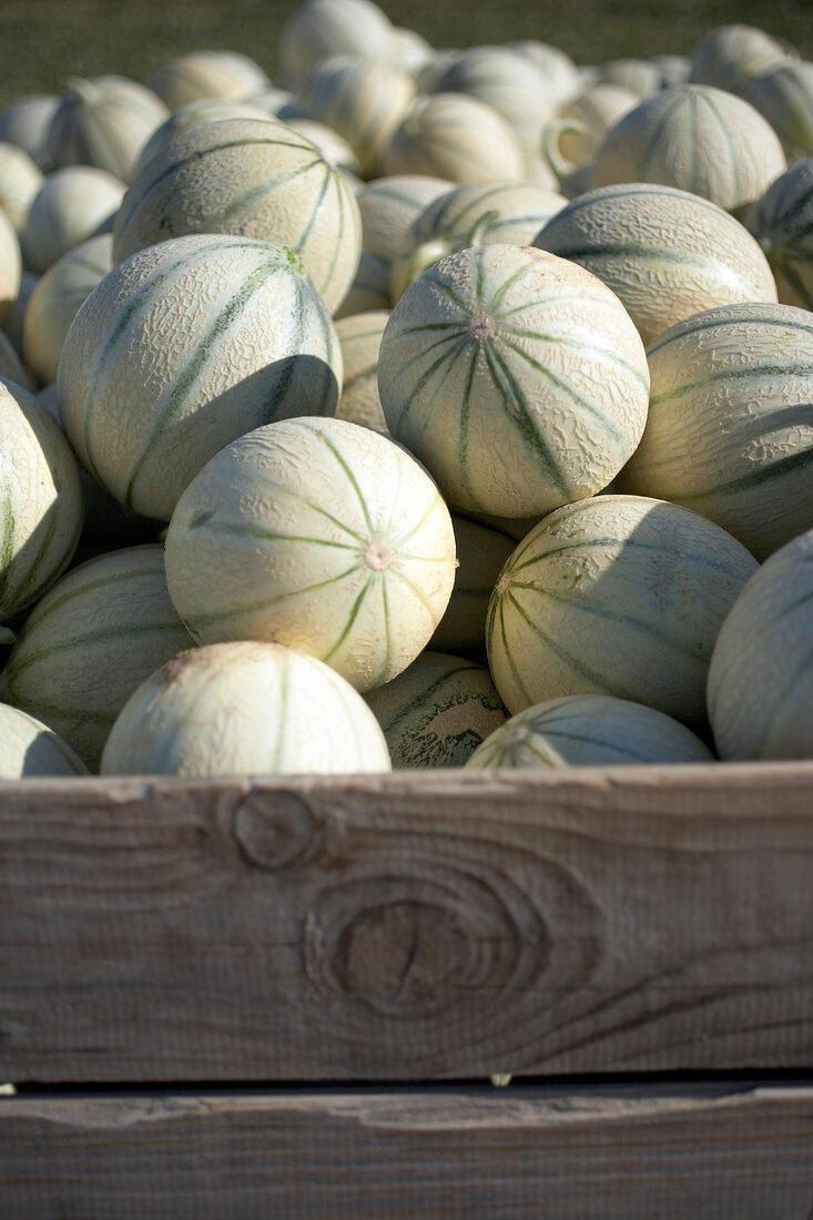 Charentais Melonen in Kisten auf dem Markt liegend