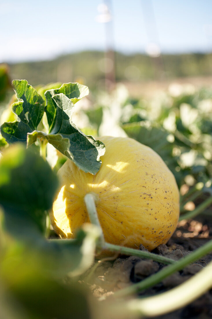 Close-up of honeydew melon in field