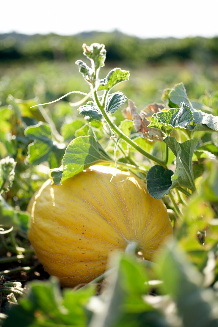 Close-up of honeydew melon in field