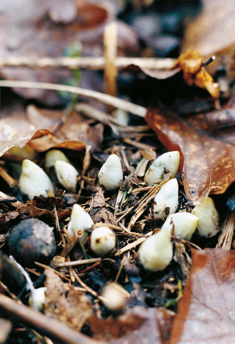 Wachsglocke aus Japan, Kirengeshoma palmata