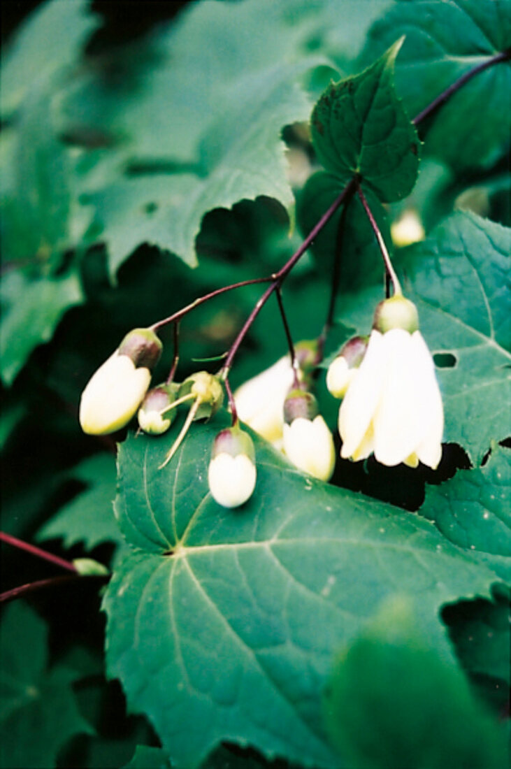 Blüten der Wachsglocke aus Japan, Kirengeshoma Palmata