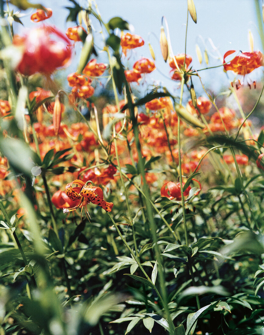 Close-up of red and orange hybrid panther lily in meadow