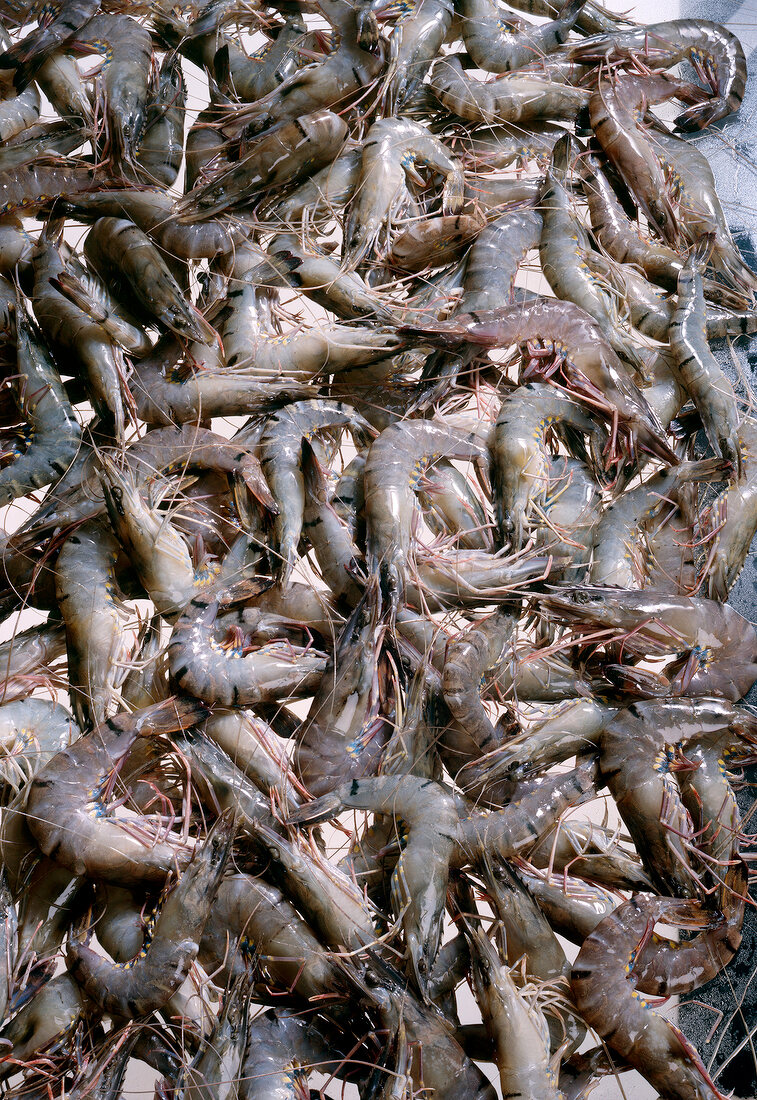 Close-up of prawns, full frame