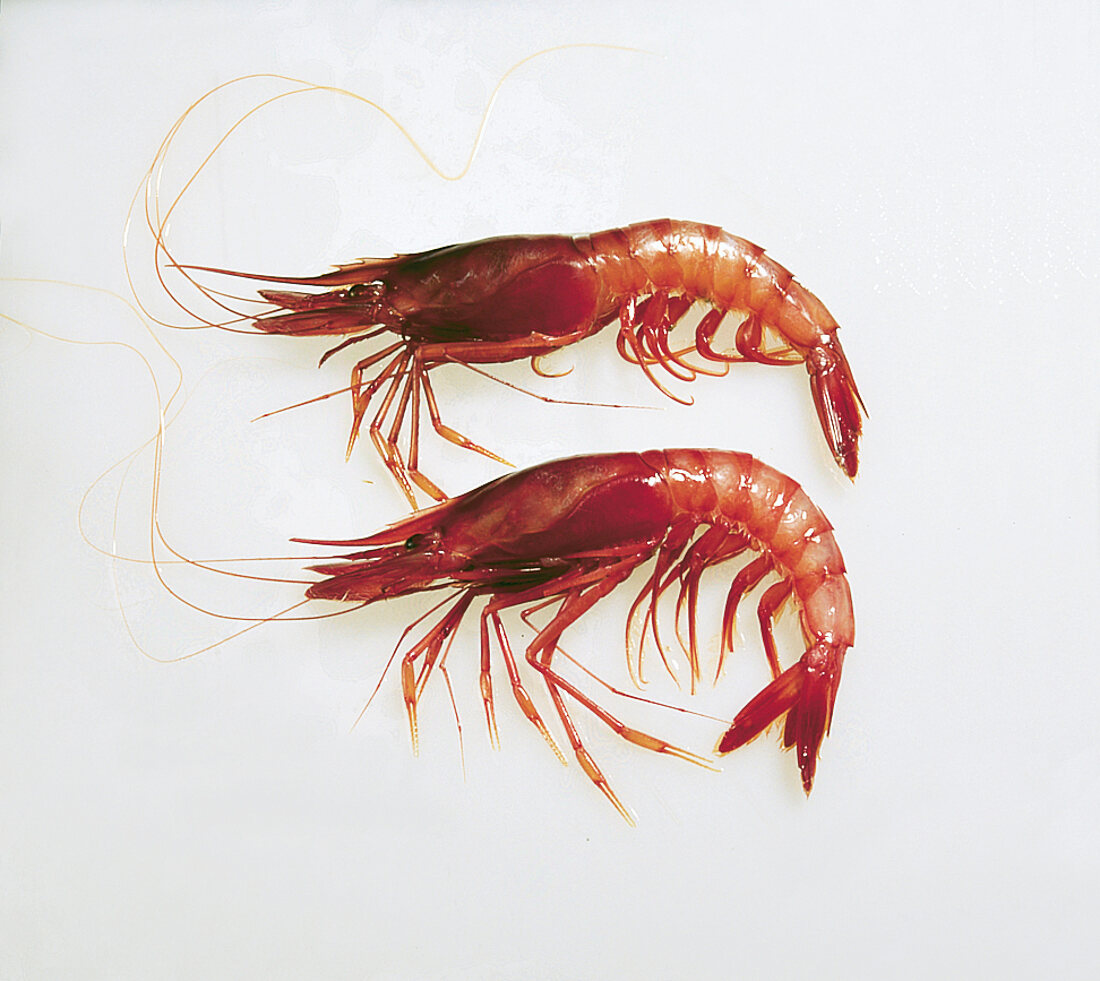 Two red shrimps on white background