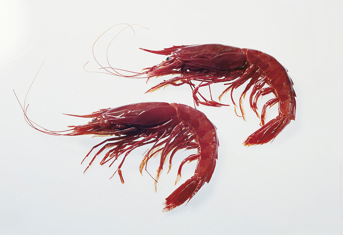 Two red tiger prawns on white backgrounds