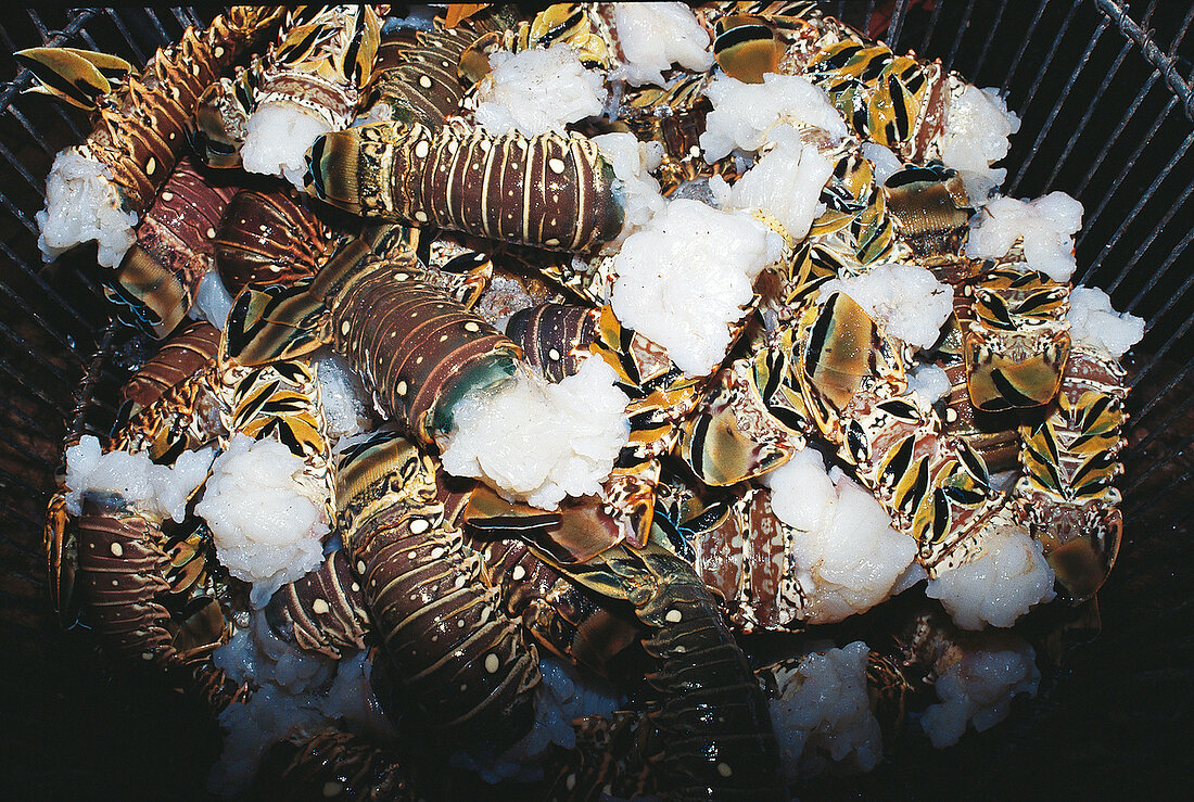 Frozen Caribbean lobsters