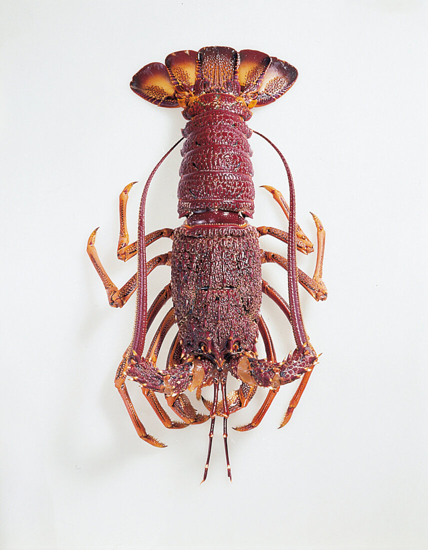 Australian lobster in red and orange colour on white background