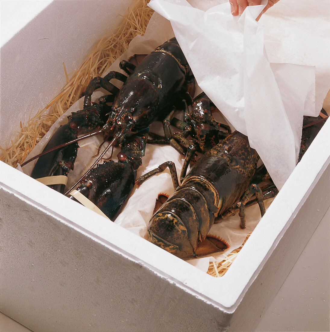 Shrimps, Box mit Hummer und in Salzwasser getränkter Holzwolle