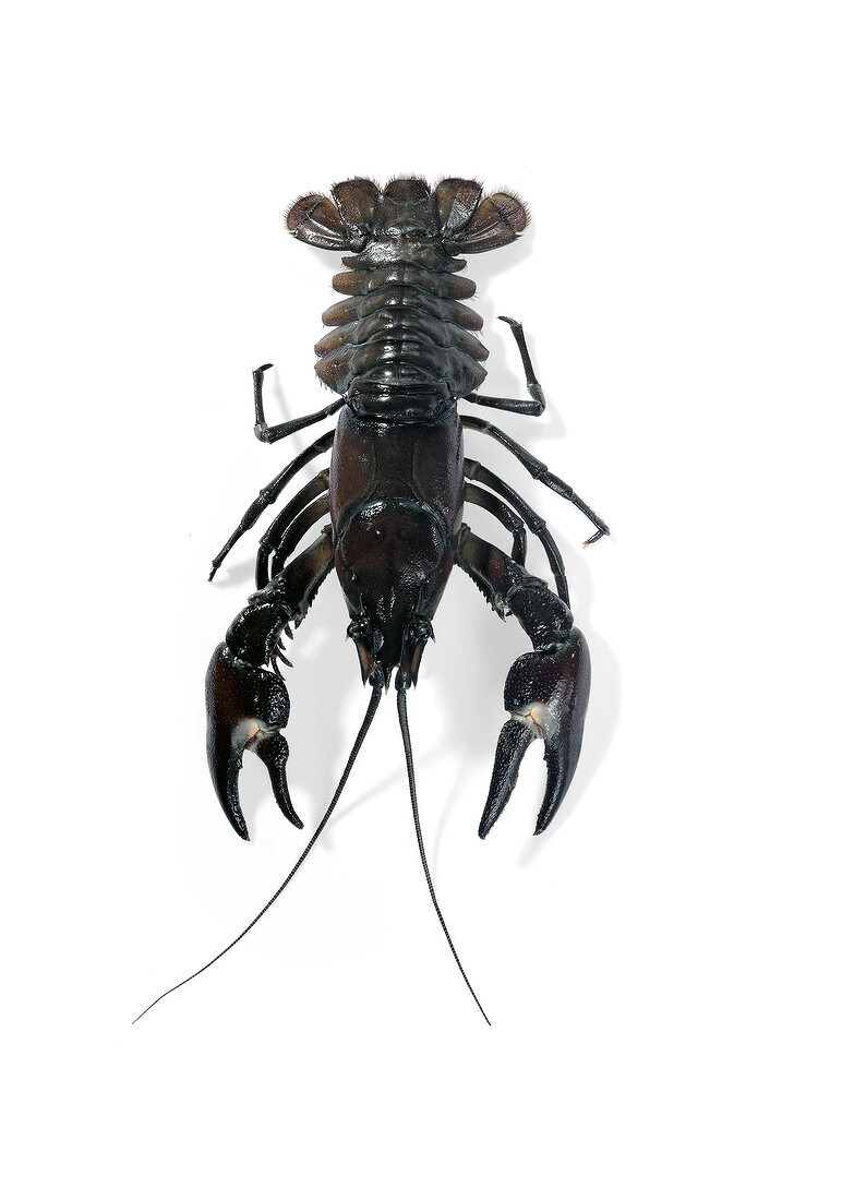 Signal crayfish on white background