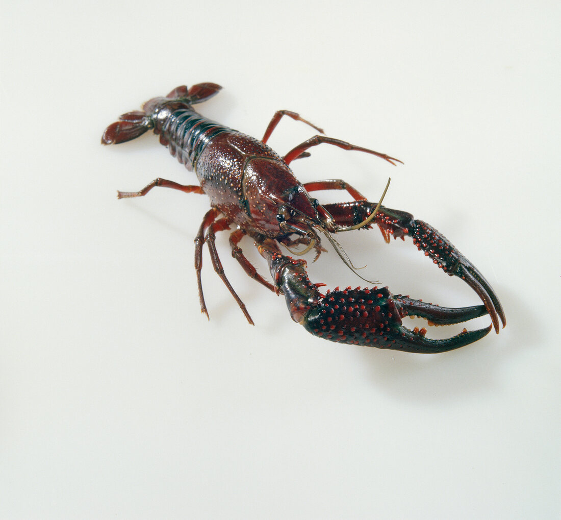 Louisiana crayfish on white background