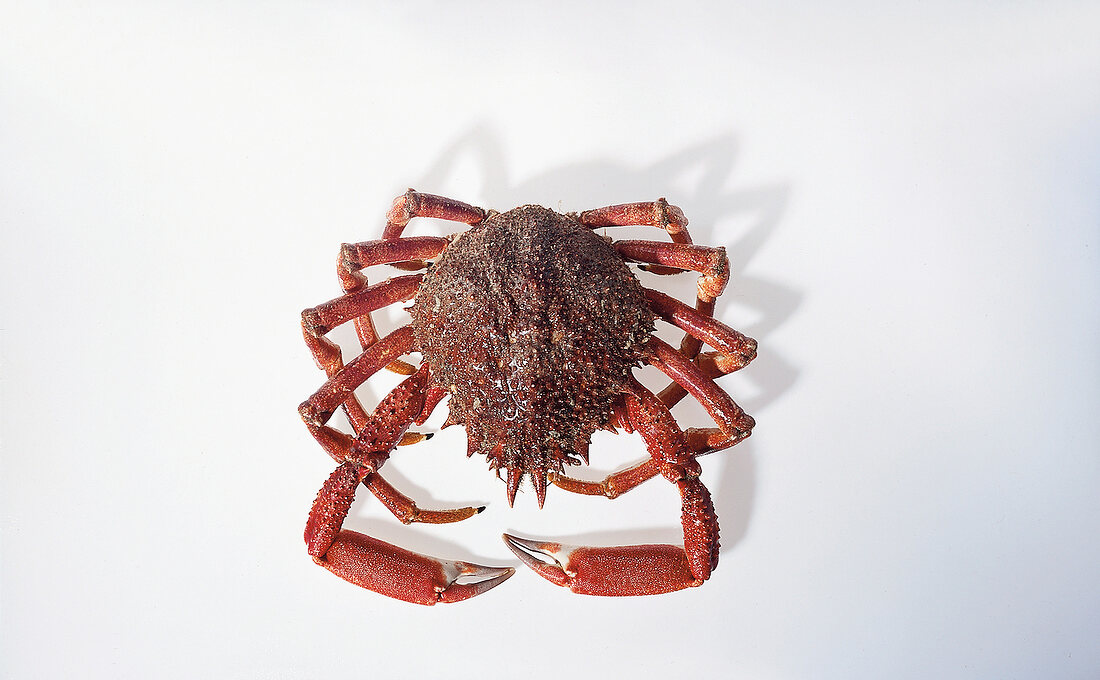 Red crab with small front antennas on white background
