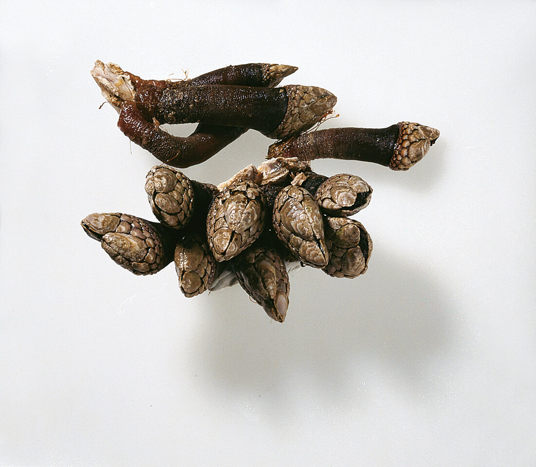 Rock barnacles on white background