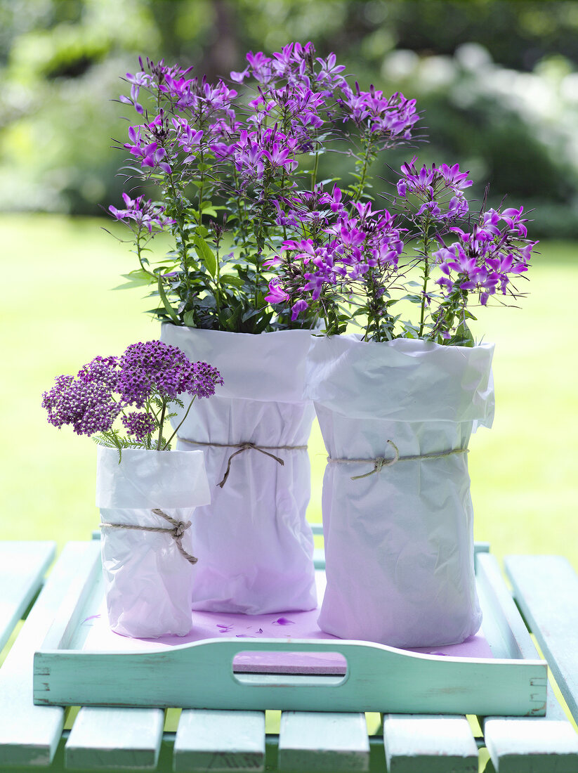 Yarrow flowers in wrapped with three tissue paper vases on table