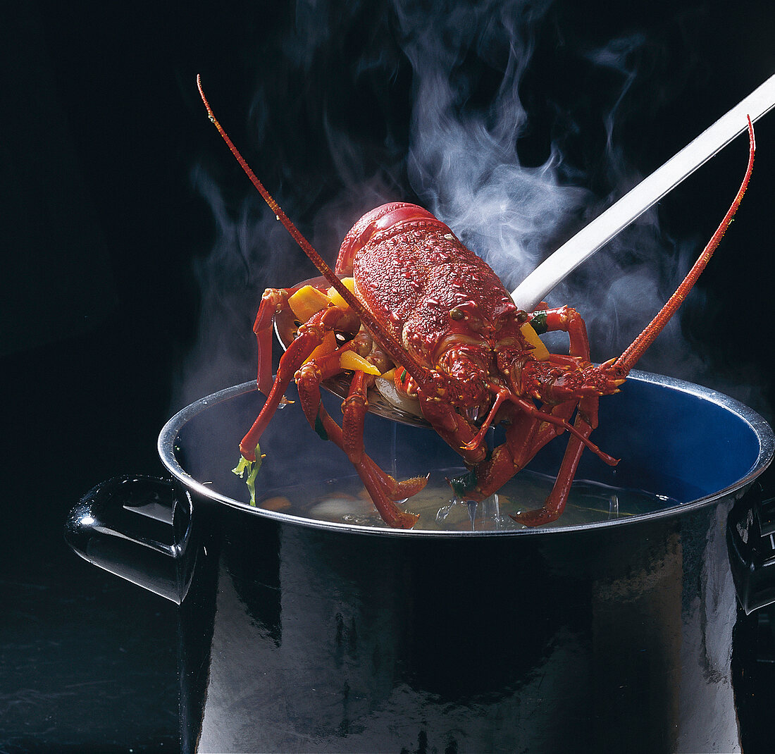 Shrimps, Rote Languste auf Schaumkelle aus Kochwasser holen