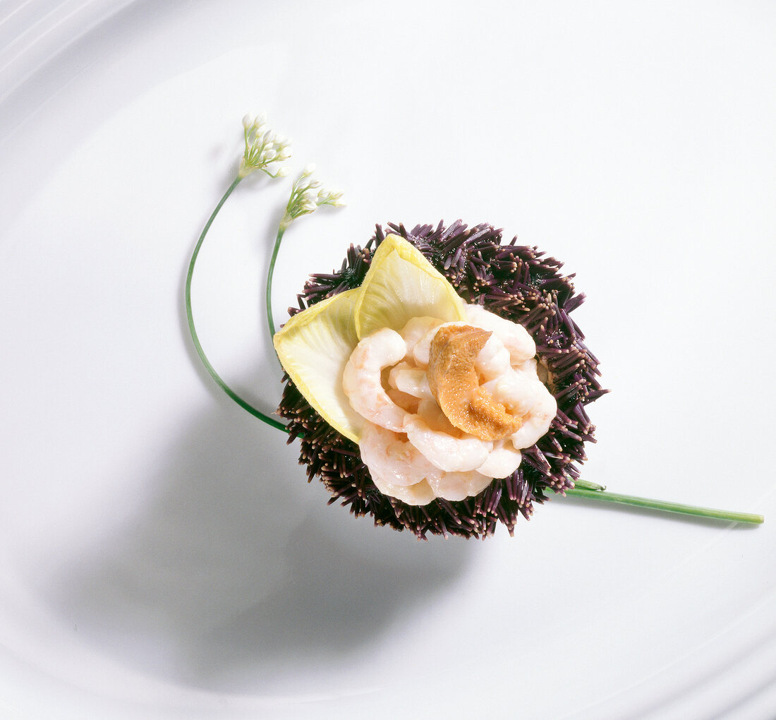 Sea urchin with shrimp salad, chicory and chives