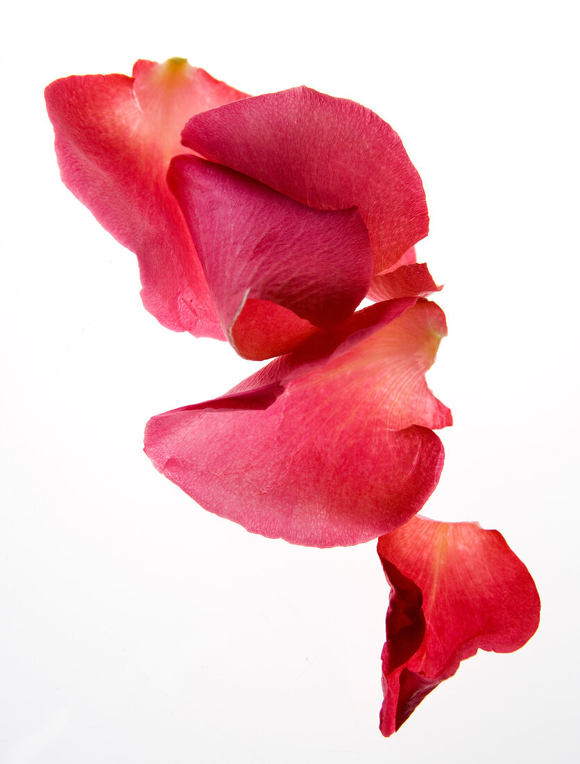 Close-up of rose petals on white background