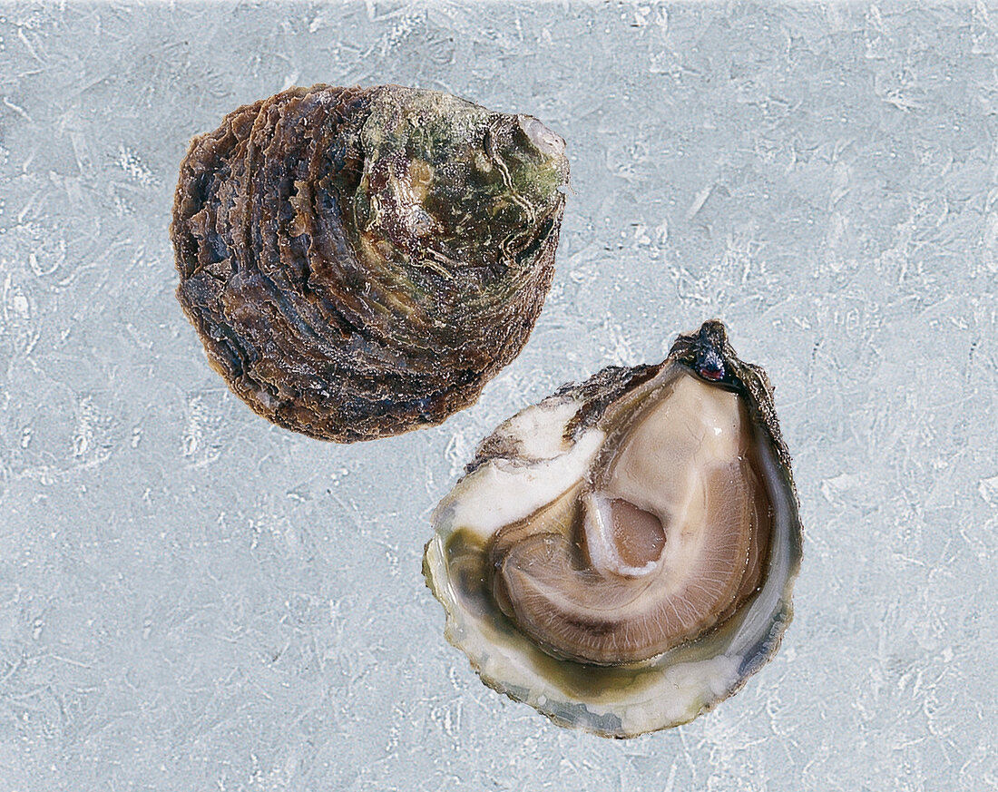 GuU- Muscheln, Bild 1: Belon-Auster, offen, roh, Eis