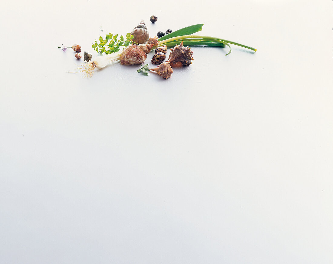 Various marine gastropods, leak and parsley on white background, copy space