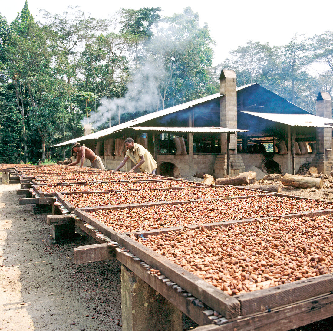 Cocoa beans being dried in wooden boxes
