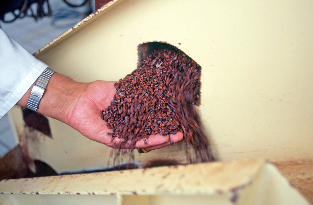 Buch der Schokolade, gebrochene Kakaokerne aus Maschine nehmen