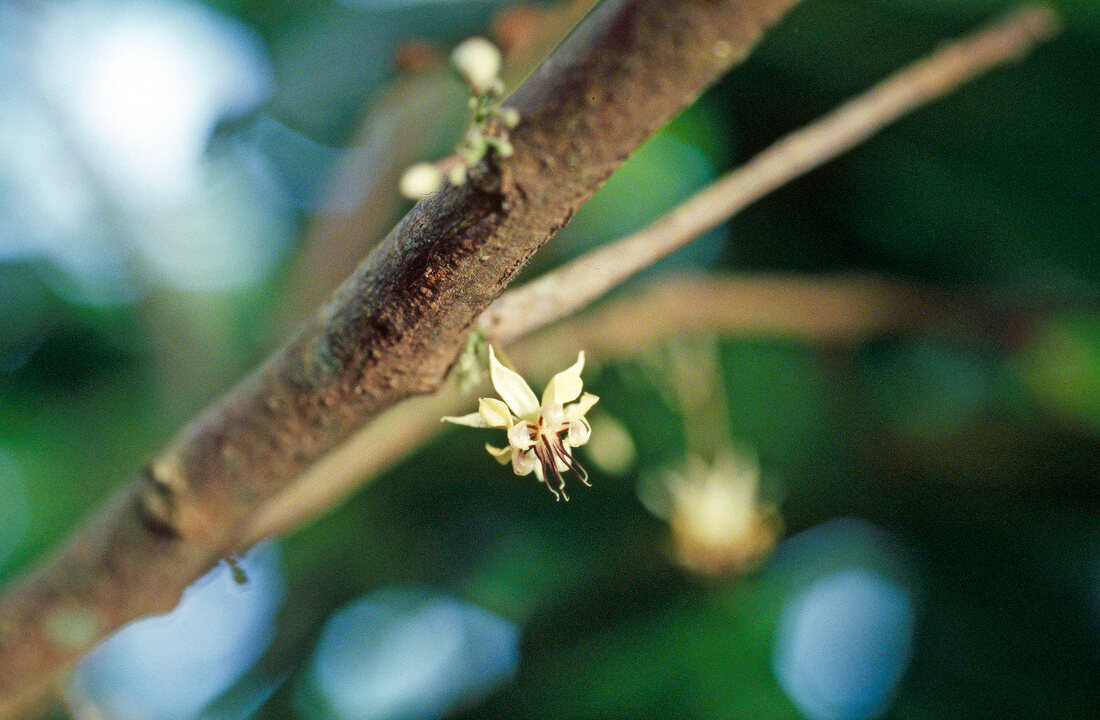 Buch der Schokolade, Blüte am Kakaobaum