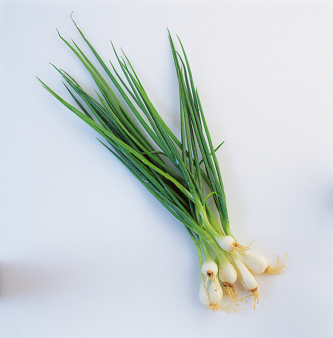 Bunch of spring onions on white background