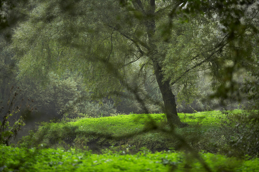 Blick in Wald, grüne Bäume und Wiese