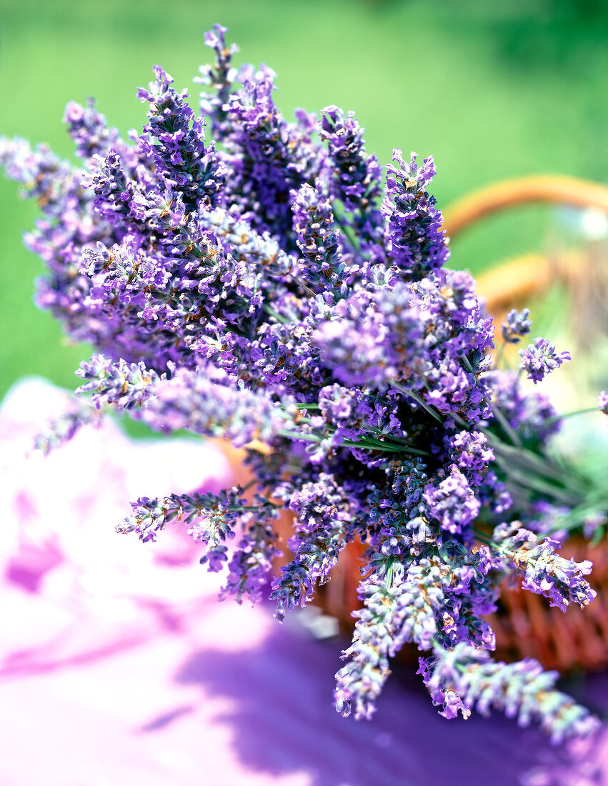 Close-up of purple lavenders in a basket