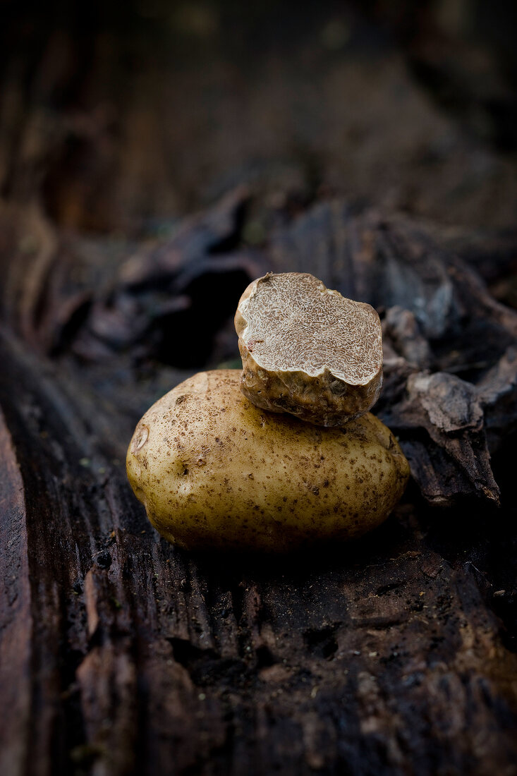 Close-up of white truffle on dark wood