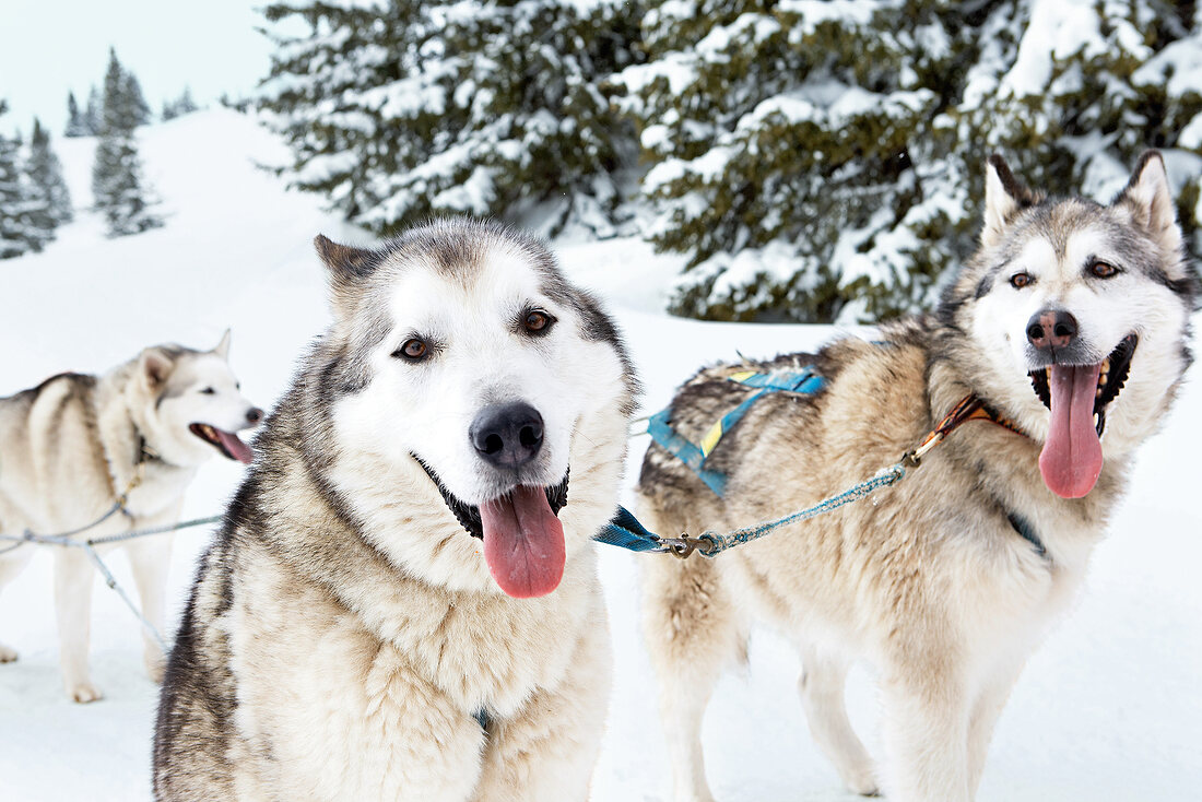 Zwei Alaska Malamut-Hunde im Schnee, Kamerablick
