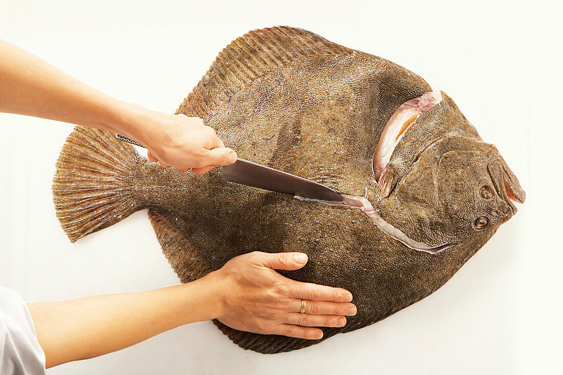 Steinbutt filetieren: Fisch halbkreisförmig einschneiden, Step 1