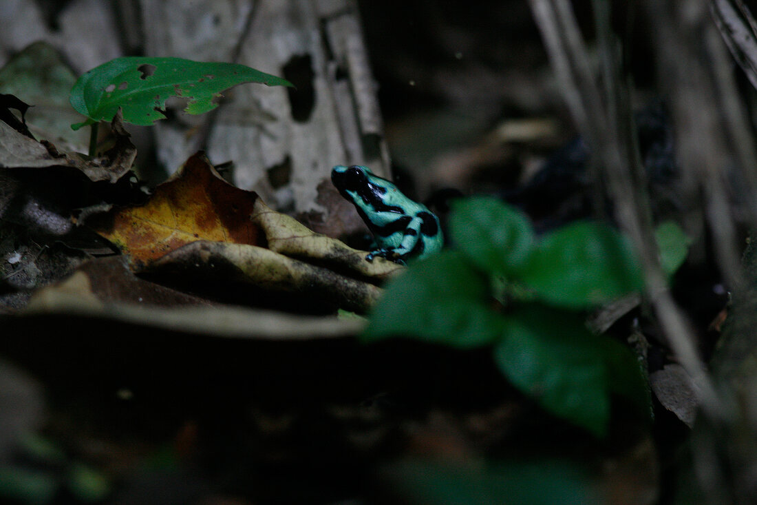 Frosch grün-schwarz im Geäst. X 