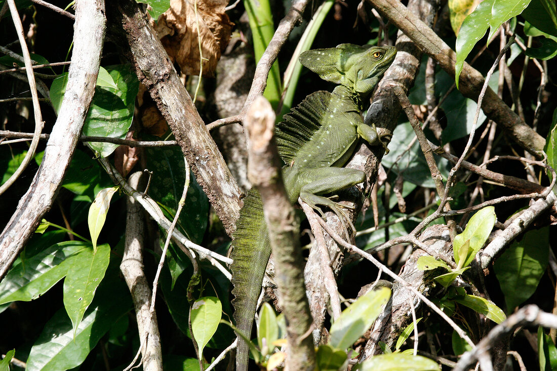 Green Frontal lobe Basilisk in the branches