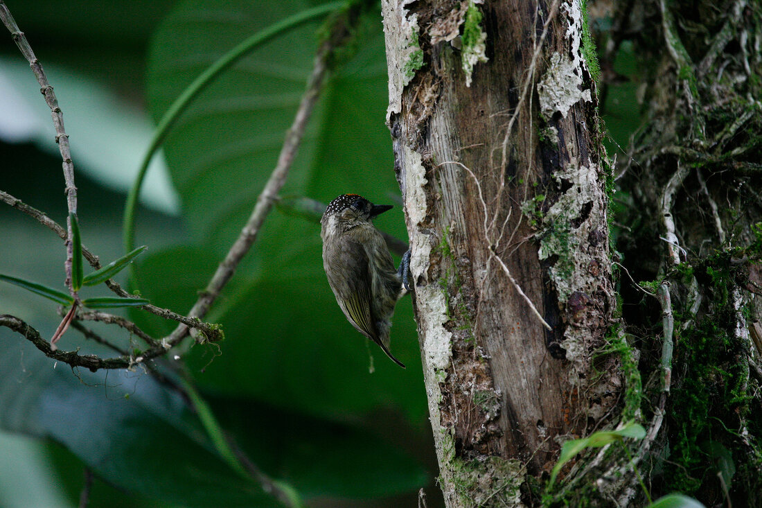 Vogel am Baumstamm. X 