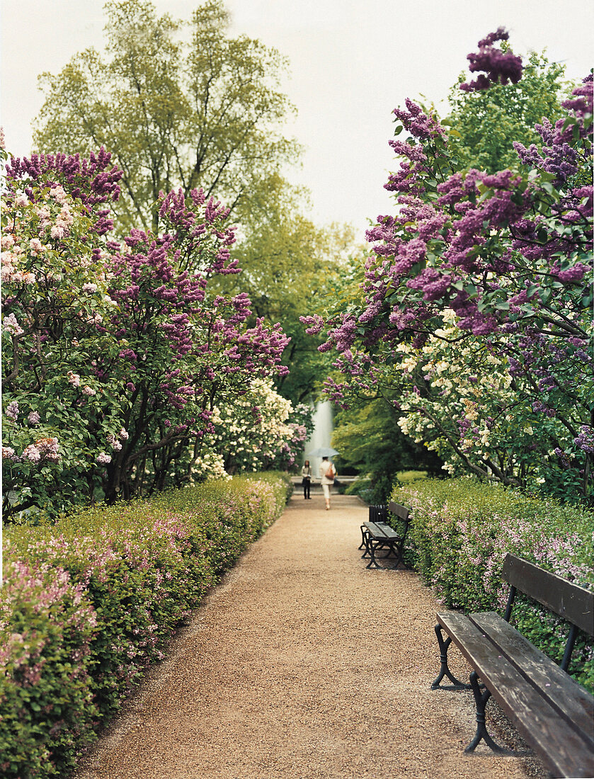 Botanischer Garten im Lazienki Park, Polen im Mai
