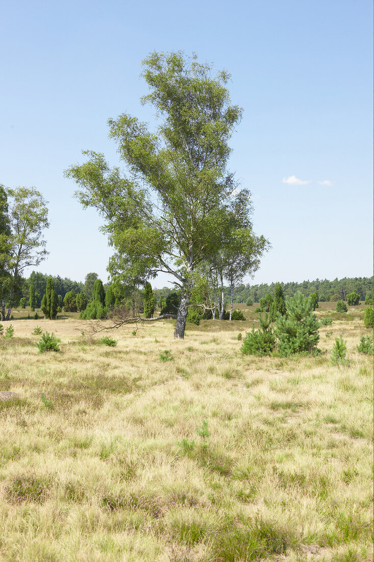 View of Luneburg Heath in Germany