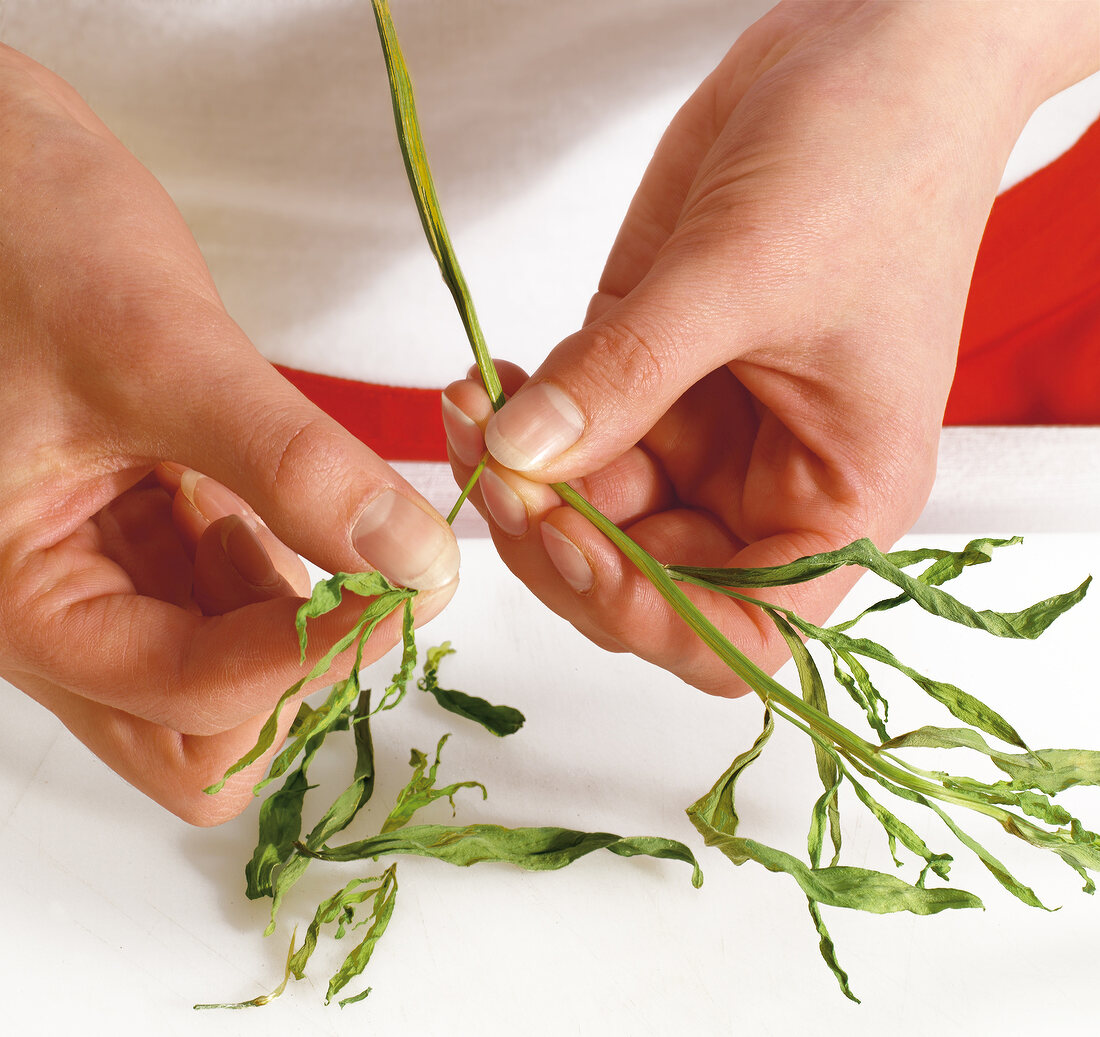 Tarragon leaves being removed from stem, step 2