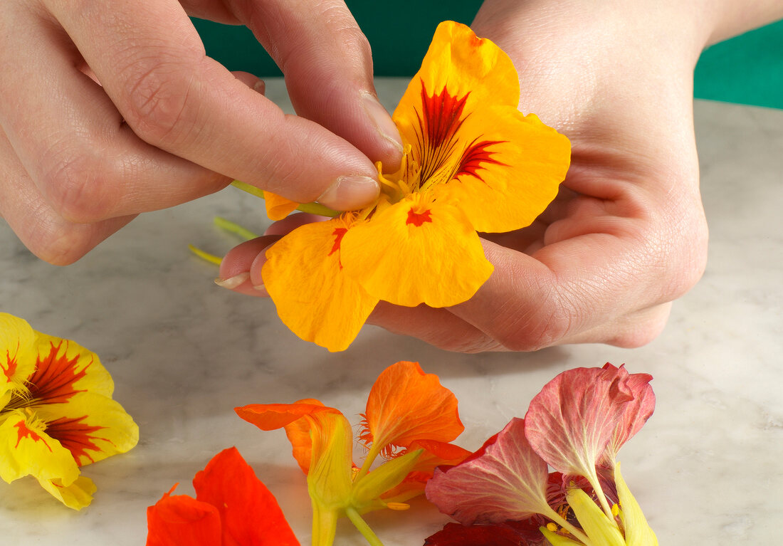 Kräuter und Gewürze, Staubgefäße aus Blüte entfernen, Step