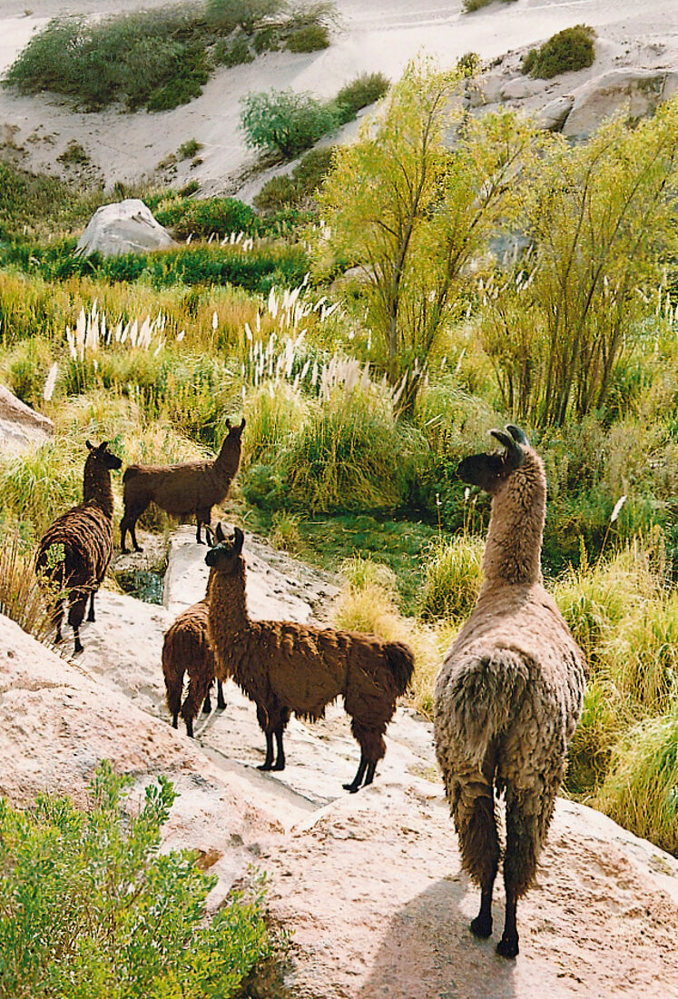 Lamas, Tal, Chile, Atacama-Wüste 