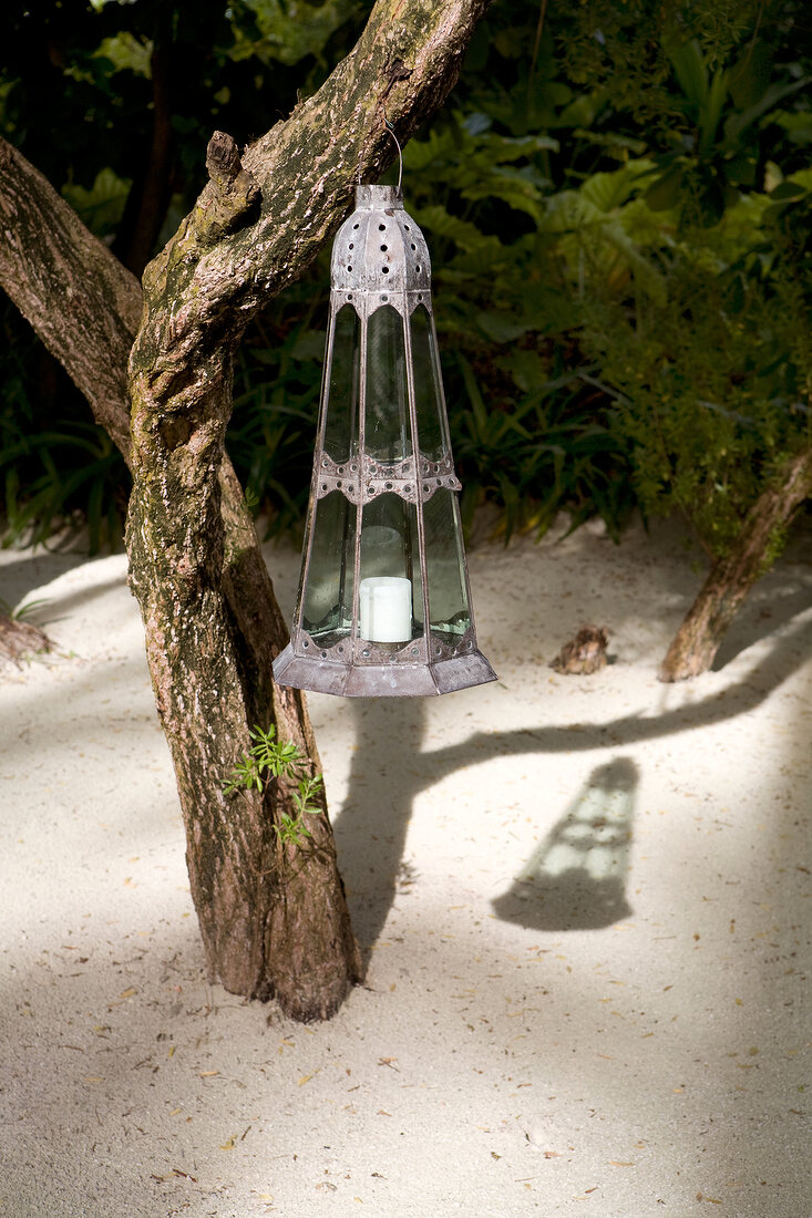 Metal lamp with candle hanging on tree, Dhigufinolhu Island, Maldives