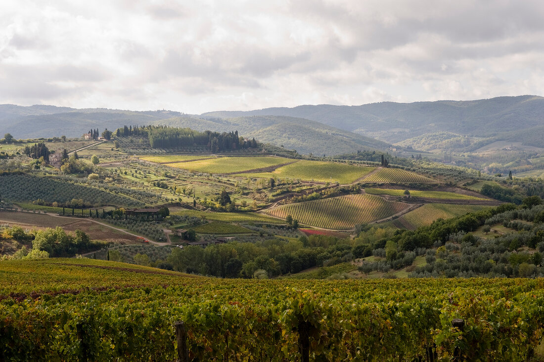 Weinberge bei Panzano in Italien, "Fattoria Fontodi"