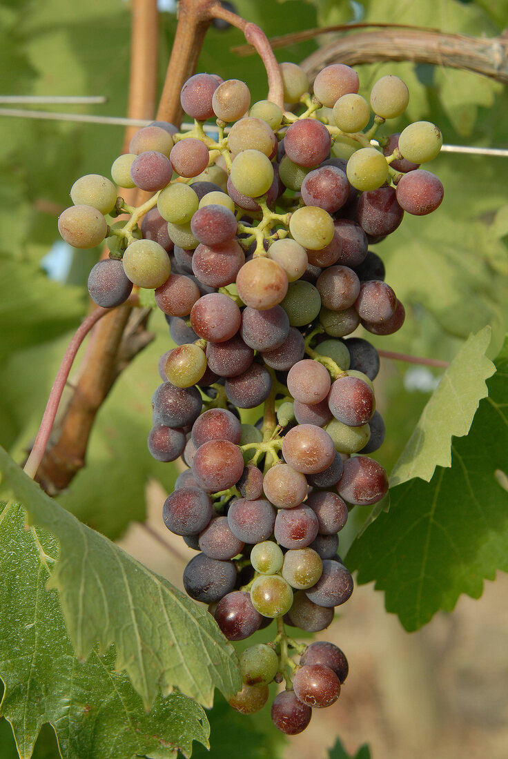 Sangiovese-Trauben, close-up 