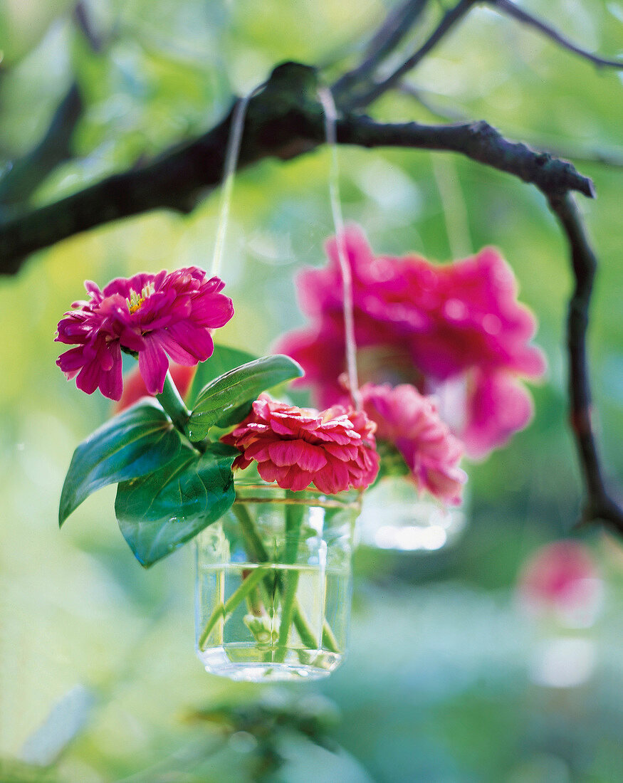 Red zinnias in small glass tied to wire and hanging on branch of tree