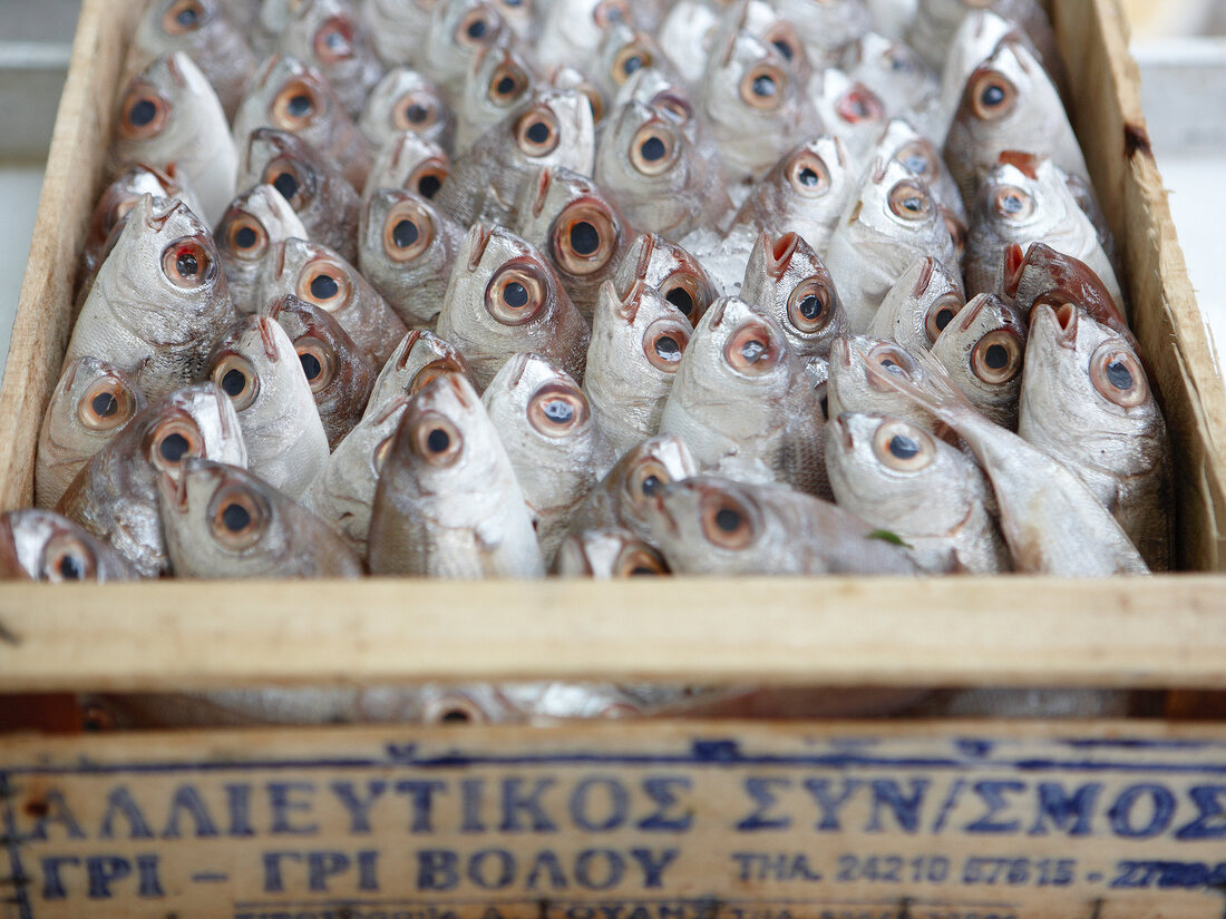 Close-up of Greece sardines in crate