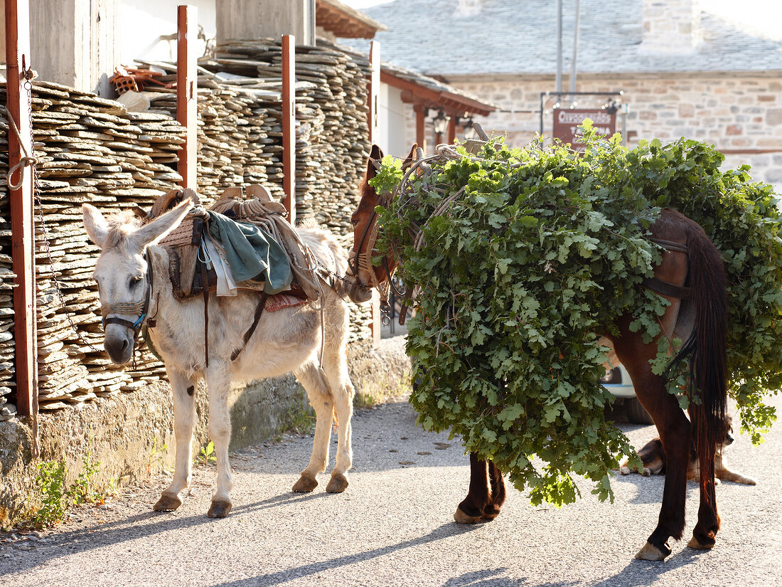 Two donkeys carrying plants on its back
