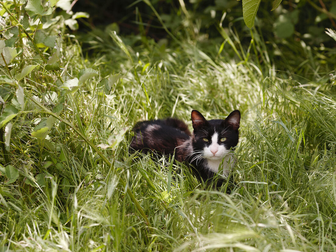 Schwarze Katze liegt auf 1 Wiese, Pilion, Griechenland