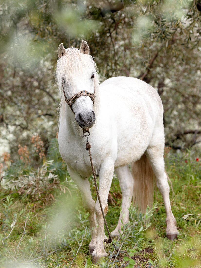 Weißes Pferd steht auf Wiese, Pilion, Griechenland.